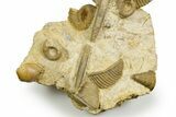 Jurassic Fossil Ammonites, Sea Snail, Belemnites, and Clams - France #367914-2